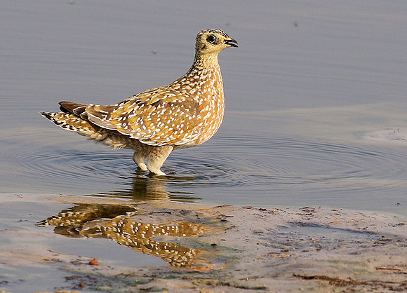 Burchell's sandgrouse - Hwange NP