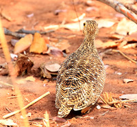 Double-banded sandgrouse - Matusadona NP