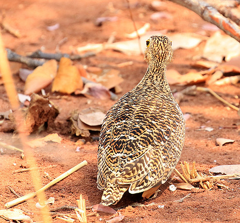 Double-banded sandgrouse - Matusadona NP