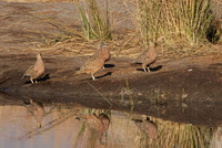 Burchel's sandgrouse - Hwange NP