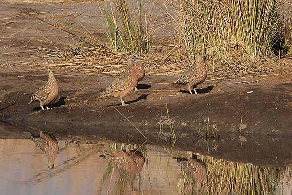 Burchel's sandgrouse - Hwange NP