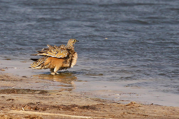 Burchell's sandgrouse - Hwange NP