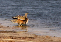 Burchell's sandgrouse - Hwange NP