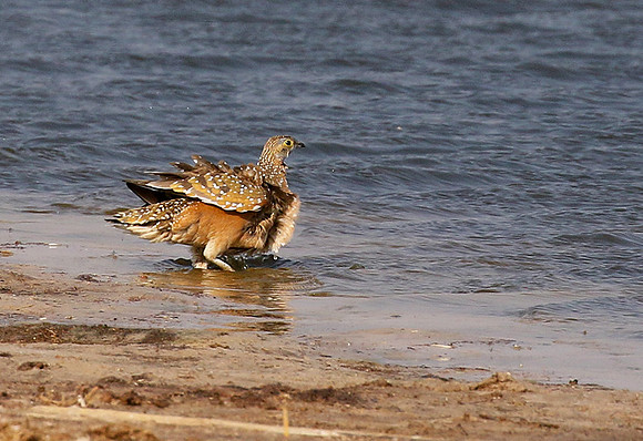 Burchell's sandgrouse - Hwange NP