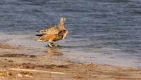 Sandgrouses