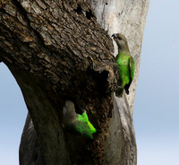 Brown-headed parrot - Londolozi game rerve
