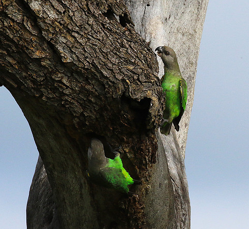 Brown-headed parrot - Londolozi game rerve