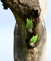 Brown-headed parrot - Londolozi game rerve
