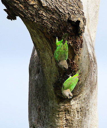 Brown-headed parrot - Londolozi game rerve