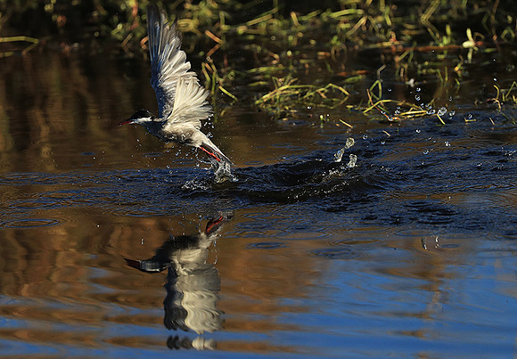 Whiskered terns - Liuwa Plain NP