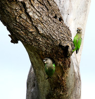 Brown-headed parrot - Londolozi game rerve