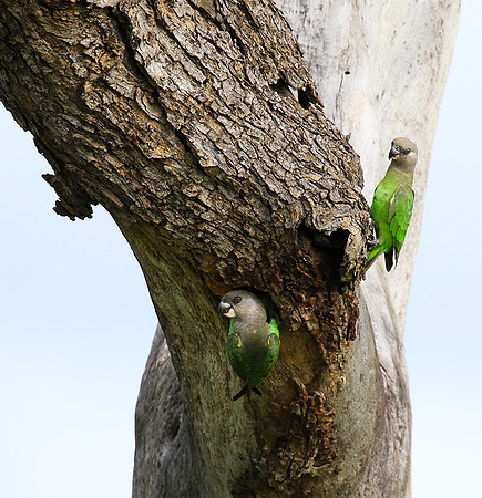 Brown-headed parrot - Londolozi game rerve