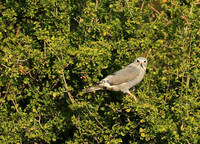 Lizard buzard - South Luangwa NP