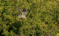 Lizard buzard - South Luangwa NP