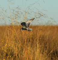 Whiskered terns - Liuwa Plain NP