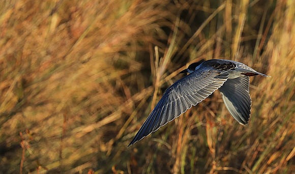 Whiskered terns - Liuwa Plain NP