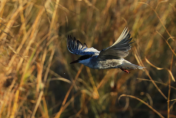Whiskered terns - Liuwa Plain NP