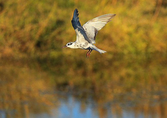 Whiskered terns - Liuwa Plain NP