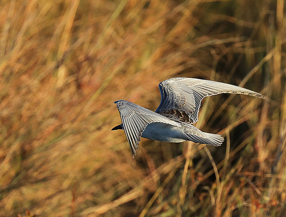 Whiskered terns - Liuwa Plain NP