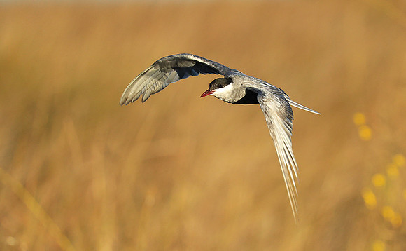 Whiskered terns - Liuwa Plain NP