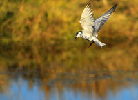 Whiskered terns - Liuwa Plain NP