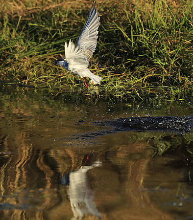 Whiskered terns - Liuwa Plain NP