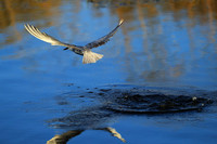 Whiskered terns - Liuwa Plain NP