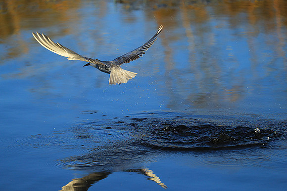 Whiskered terns - Liuwa Plain NP