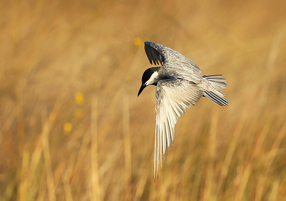 Whiskered terns - Liuwa Plain NP