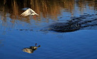 Whiskered terns - Liuwa Plain NP