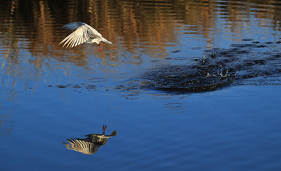 Whiskered terns - Liuwa Plain NP