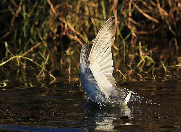 Whiskered terns - Liuwa Plain NP