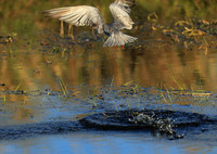 Whiskered terns - Liuwa Plain NP