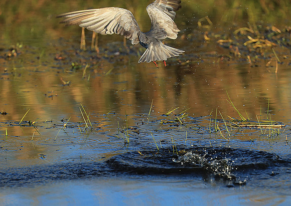 Whiskered terns - Liuwa Plain NP