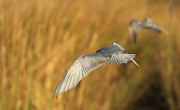 Whiskered terns - Liuwa Plain NP