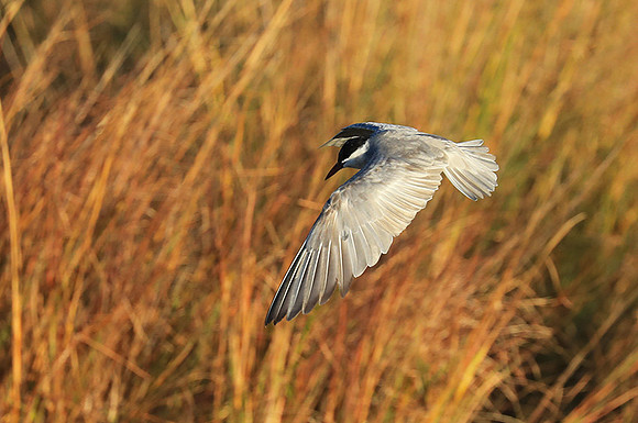 Whiskered terns - Liuwa Plain NP