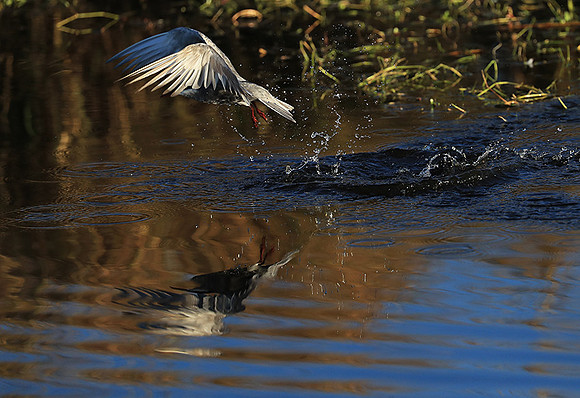 Whiskered terns - Liuwa Plain NP