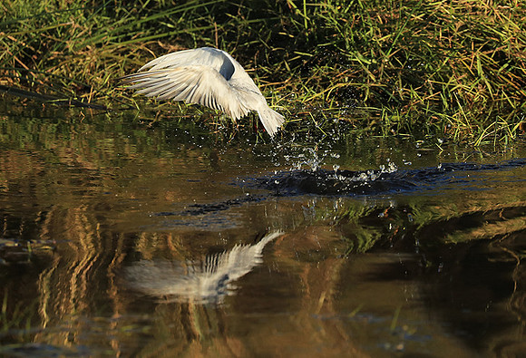 Whiskered terns - Liuwa Plain NP