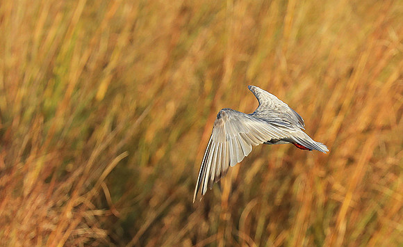 Whiskered terns - Liuwa Plain NP
