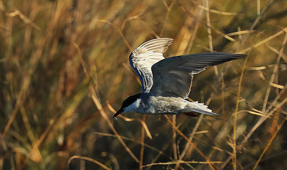 Whiskered terns - Liuwa Plain NP