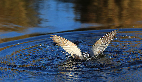Whiskered terns - Liuwa Plain NP