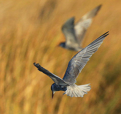 Whiskered terns - Liuwa Plain NP