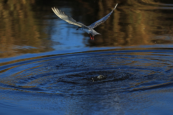 Whiskered terns - Liuwa Plain NP
