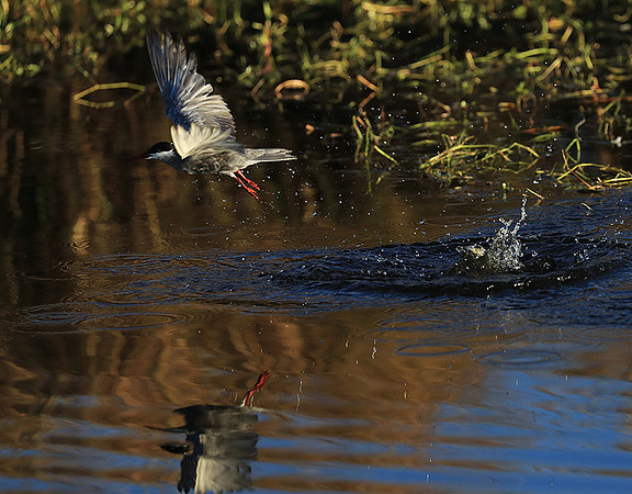 Whiskered terns - Liuwa Plain NP