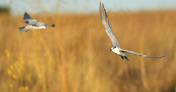 Whiskered terns - Liuwa Plain NP