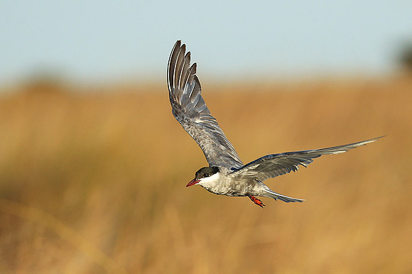 Whiskered terns - Liuwa Plain NP