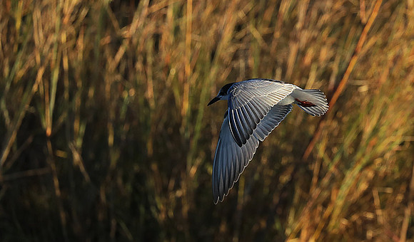 Whiskered terns - Liuwa Plain NP