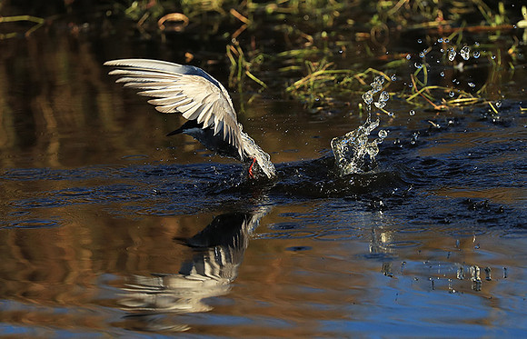 Whiskered terns - Liuwa Plain NP