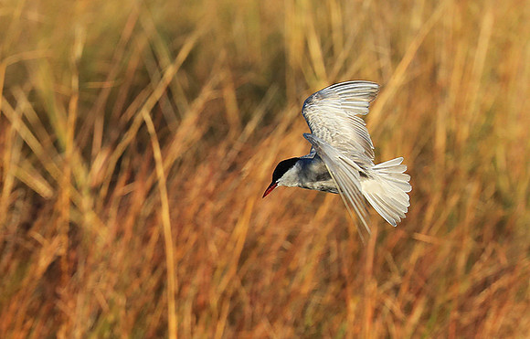 Whiskered terns - Liuwa Plain NP