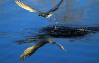 Whiskered terns - Liuwa Plain NP